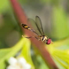 Syrphidae (family) at Coolangatta, QLD - 15 Jun 2024 by Hejor1