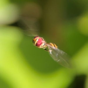 Asiobaccha notofasciata at Coolangatta, QLD - 15 Jun 2024 11:37 AM