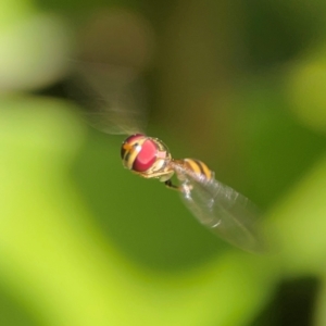 Asiobaccha notofasciata at Coolangatta, QLD - 15 Jun 2024 11:37 AM