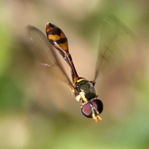 Asiobaccha notofasciata at Coolangatta, QLD - 15 Jun 2024 11:37 AM