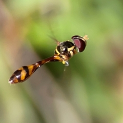 Asiobaccha notofasciata at Coolangatta, QLD - 15 Jun 2024 11:37 AM