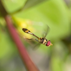 Asiobaccha notofasciata at Coolangatta, QLD - 15 Jun 2024 11:37 AM