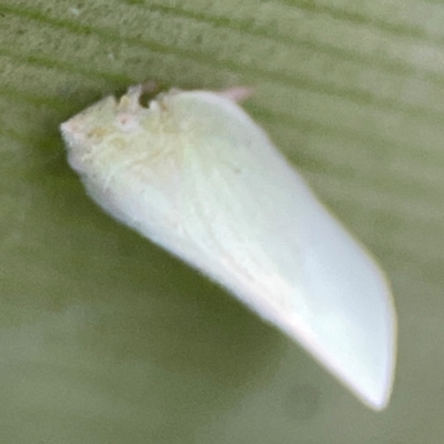 Siphanta acuta at Coolangatta, QLD - 15 Jun 2024 by Hejor1