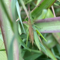 Atractomorpha similis (Northern Grass Pyrgimorph) at Coolangatta, QLD - 15 Jun 2024 by Hejor1