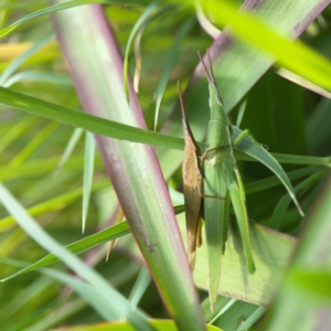 Atractomorpha similis at Coolangatta, QLD - 15 Jun 2024 12:09 PM