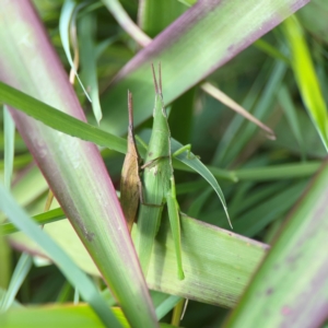 Atractomorpha similis at Coolangatta, QLD - 15 Jun 2024 12:09 PM