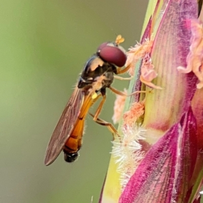 Syrphidae (family) at Coolangatta, QLD - 15 Jun 2024 by Hejor1