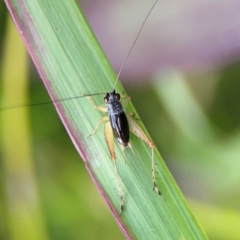 Trigonidium sp. (genus) (A Sword-tail Cricket) at Coolangatta, QLD - 15 Jun 2024 by Hejor1