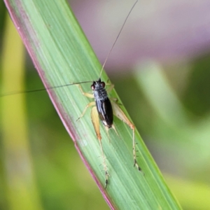 Trigonidium sp. (genus) at Coolangatta, QLD - 15 Jun 2024