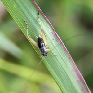 Trigonidium sp. (genus) at Coolangatta, QLD - 15 Jun 2024 12:07 PM