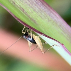 Trigonidium sp. (genus) at Coolangatta, QLD - 15 Jun 2024