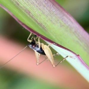 Trigonidium sp. (genus) at Coolangatta, QLD - 15 Jun 2024 12:07 PM