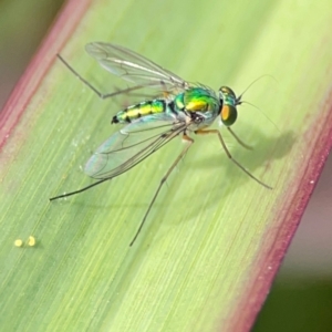 Sciapodinae (subfamily) at Coolangatta, QLD - 15 Jun 2024 12:11 PM