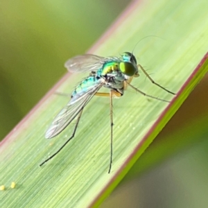 Sciapodinae (subfamily) at Coolangatta, QLD - 15 Jun 2024 12:11 PM