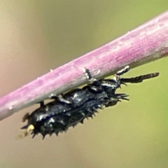 Hispellinus sp. (genus) at Coolangatta, QLD - 15 Jun 2024 12:10 PM