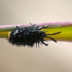 Hispellinus sp. (genus) at Coolangatta, QLD - 15 Jun 2024 12:10 PM