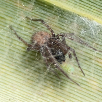 Badumna longinqua (Grey House Spider) at Coolangatta, QLD - 15 Jun 2024 by Hejor1