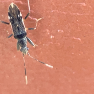 Rhyparochromidae (family) at Coolangatta, QLD - 15 Jun 2024 12:13 PM