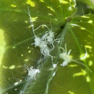 Mesohomotoma hibisci at Coolangatta, QLD - 15 Jun 2024 12:14 PM
