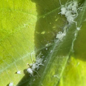 Mesohomotoma hibisci at Coolangatta, QLD - 15 Jun 2024 12:14 PM