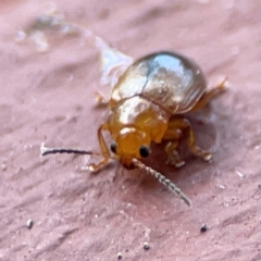Alticini (tribe) at Coolangatta, QLD - 15 Jun 2024 12:14 PM
