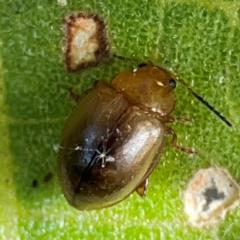 Alticini (tribe) at Coolangatta, QLD - 15 Jun 2024 12:14 PM