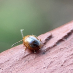 Alticini (tribe) at Coolangatta, QLD - 15 Jun 2024 12:14 PM