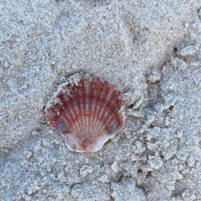 Pecten (Pecten) fumatus at Burleigh Heads, QLD - 15 Jun 2024 by Hejor1