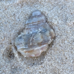 Cabestana spengleri at Burleigh Heads, QLD - 15 Jun 2024 by Hejor1