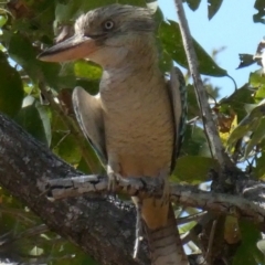 Dacelo leachii (Blue-winged Kookaburra) at Drysdale River, WA - 24 Jun 2017 by MB