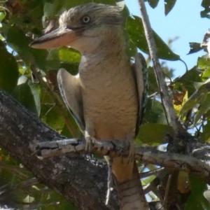 Dacelo leachii at Drysdale River National Park - 24 Jun 2017