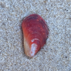 Modiolus (Modiolus) peronianus at Burleigh Heads, QLD - 15 Jun 2024 by Hejor1