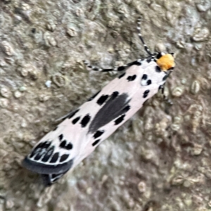 Thyridectis psephonoma at Burleigh Head National Park - 15 Jun 2024