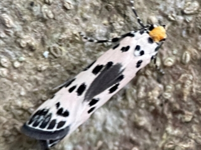 Thyridectis psephonoma (A Lacrurid moth (Lacturidae family)) at Burleigh Head National Park - 15 Jun 2024 by Hejor1
