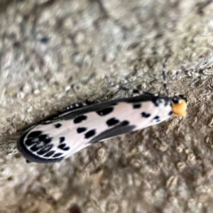 Thyridectis psephonoma at Burleigh Head National Park - 15 Jun 2024