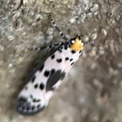 Thyridectis psephonoma at Burleigh Head National Park - 15 Jun 2024