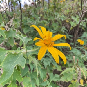 Tithonia diversifolia at Burleigh Head National Park - 15 Jun 2024