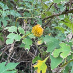 Tithonia diversifolia at Burleigh Head National Park - 15 Jun 2024 03:48 PM