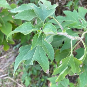 Tithonia diversifolia at Burleigh Head National Park - 15 Jun 2024