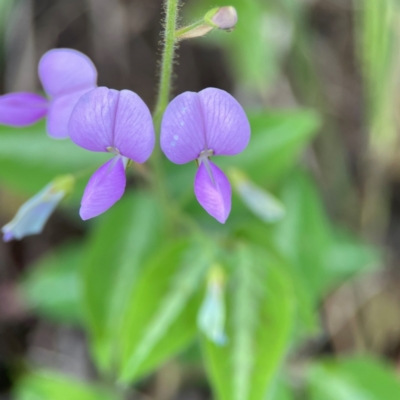 Desmodium sp. at Burleigh Heads, QLD - 15 Jun 2024 by Hejor1