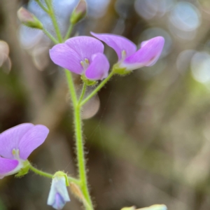 Desmodium uncinatum at Burleigh Head National Park - 15 Jun 2024 03:49 PM