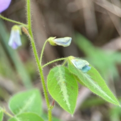 Desmodium uncinatum at Burleigh Head National Park - 15 Jun 2024