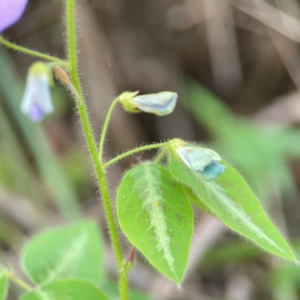 Desmodium uncinatum at Burleigh Head National Park - 15 Jun 2024 03:49 PM