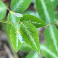 Desmodium uncinatum at Burleigh Head National Park - 15 Jun 2024 03:49 PM