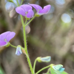 Desmodium uncinatum at Burleigh Head National Park - 15 Jun 2024 03:49 PM