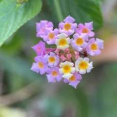 Lantana camara at Burleigh Heads, QLD - 15 Jun 2024 by Hejor1