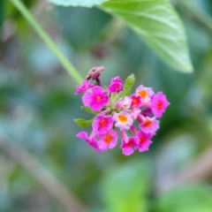 Lantana camara at Burleigh Head National Park - 15 Jun 2024 03:49 PM