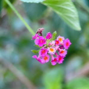 Lantana camara at Burleigh Head National Park - 15 Jun 2024