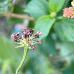 Lantana camara at Burleigh Head National Park - 15 Jun 2024