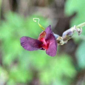 Macroptilium atropurpureum at Burleigh Head National Park - 15 Jun 2024